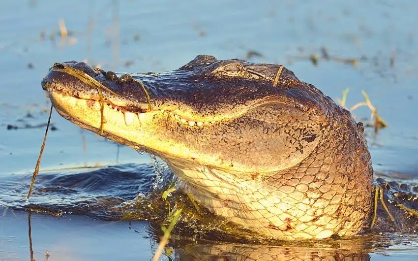alligator hunting texas