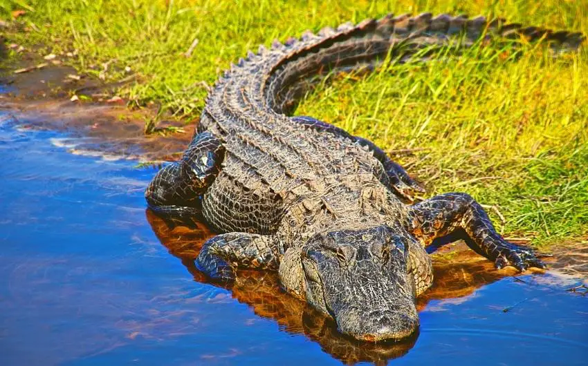 are there alligators in arizona