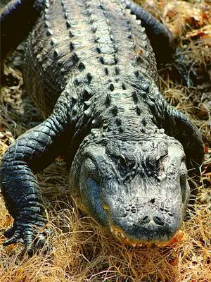 are there any alligators in arizona