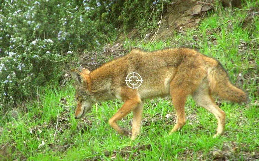 can a 22 kill a coyote