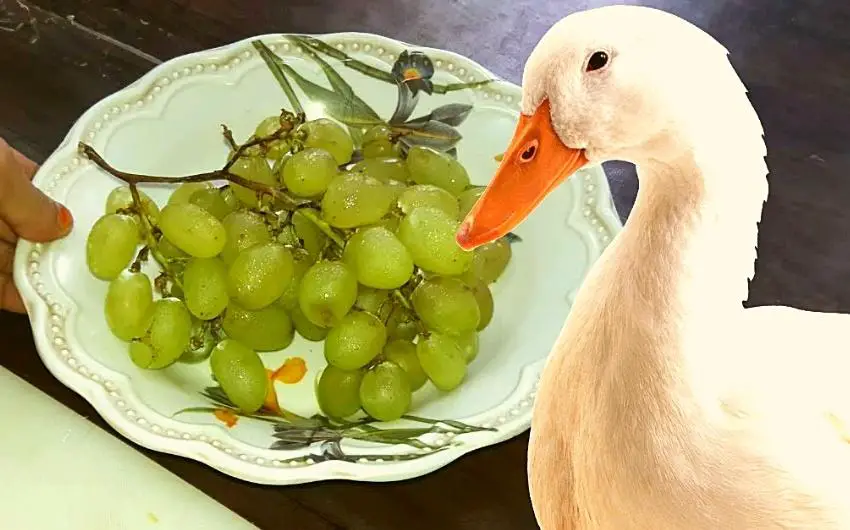 can ducks eat grapes