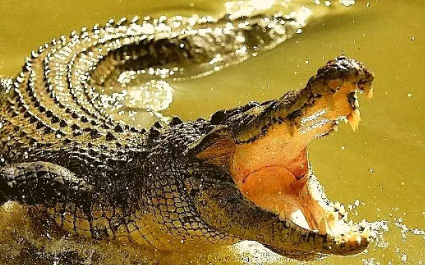 do alligators have tongues
