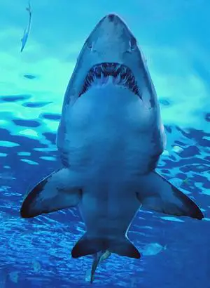 do sharks have a tongue