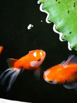 goldfish catfish bait