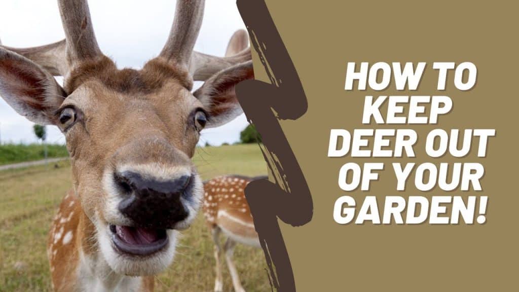 how to keep deer from eating plants
