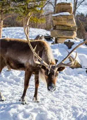 reindeer hunting