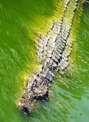 texas alligator hunting