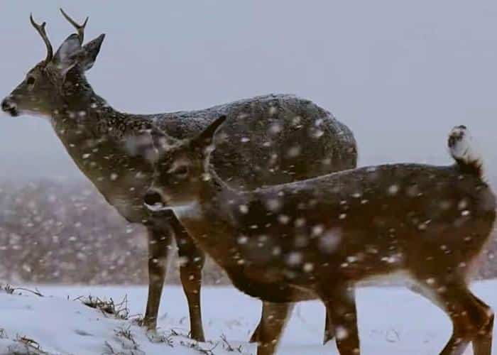 where do deer live in the winter