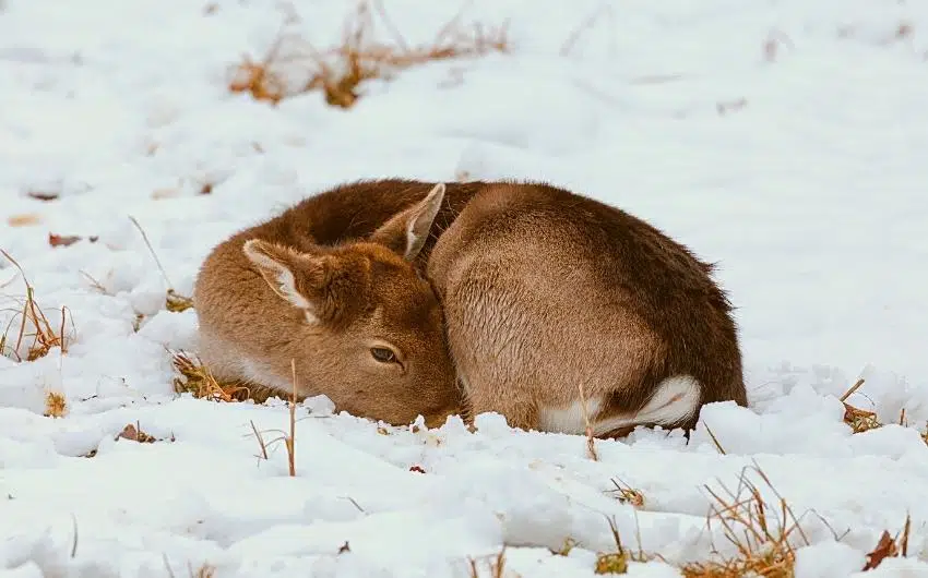where do deer sleep in the winter