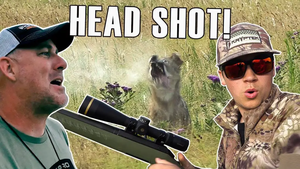 where to shoot a coyote
