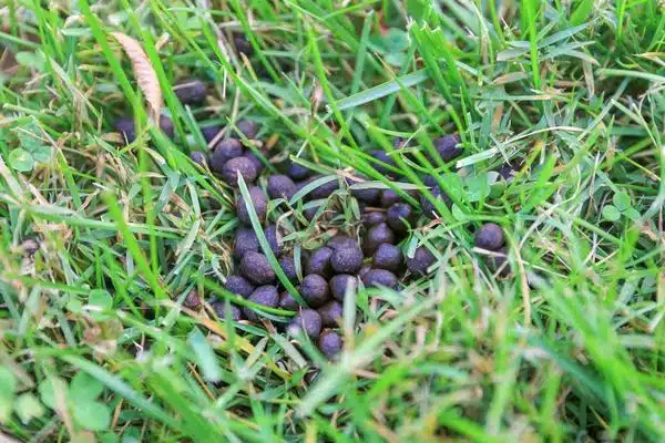 what do deer droppings look like