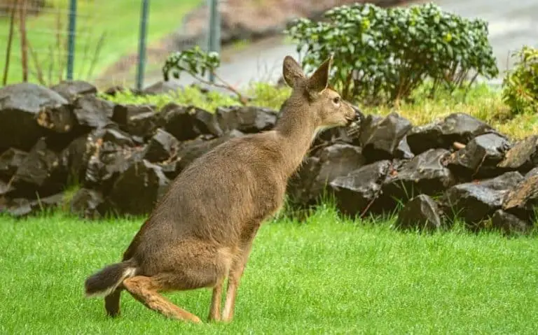 what-does-deer-poop-look-like-identifying-scat-guide