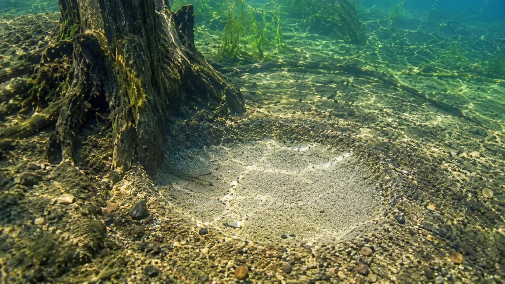 When Do Largemouth Bass Spawn? Timing, Temps & Tips 4 Where Do Largemouth Bass Build Their Spawning Beds